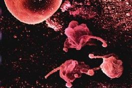 mikrobiologische Tests